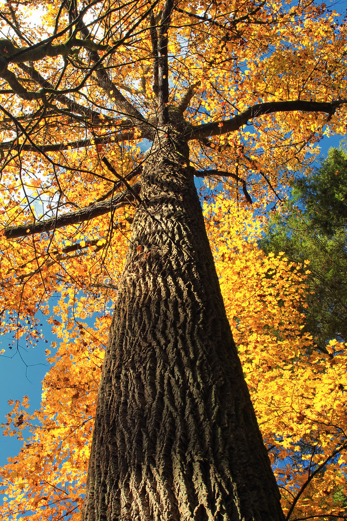 Towering Giant oldgrowth tulip tree (Liriodendron tulipif… Flickr