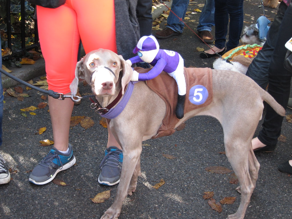 Weimeraner racedog costume Terms of Use Please consider … Flickr