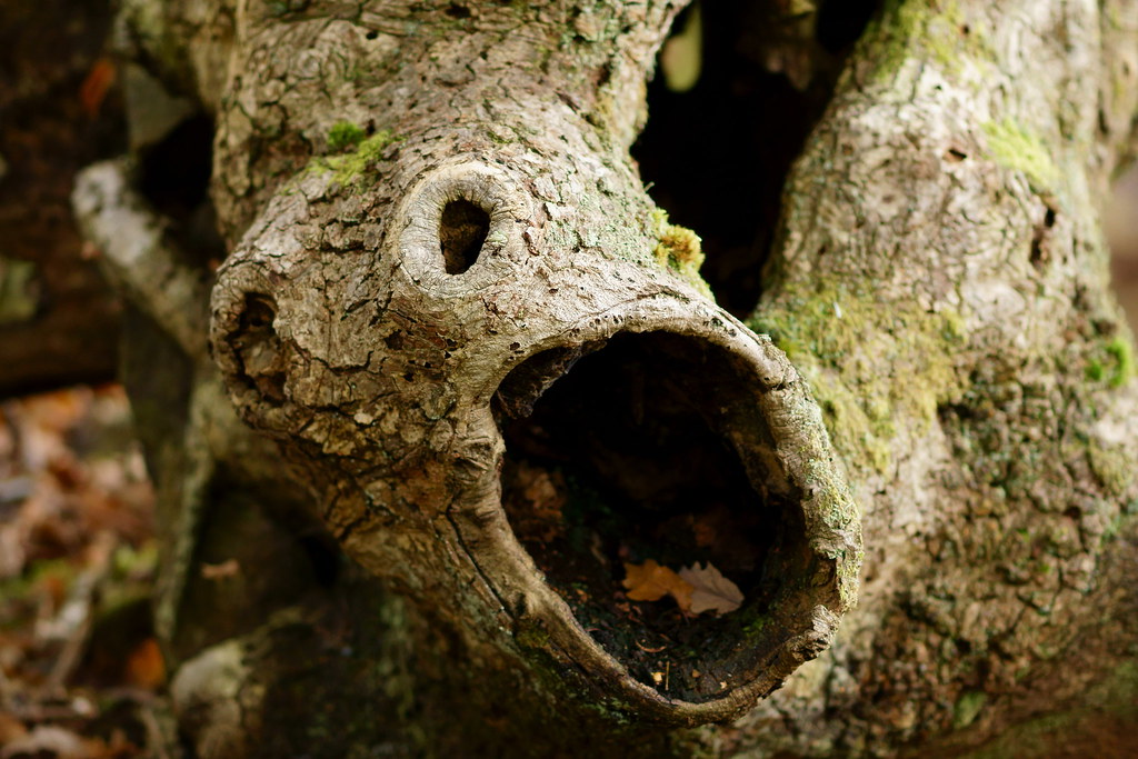 'The Scream' Fallen tree, at Forest How, Eskdale, Cumbria.… Peter