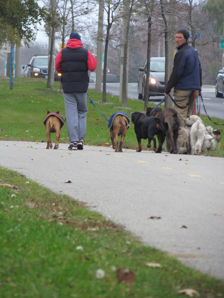 Nov 10 2012 107 dog walkers near Lakeshore Blvd and Leslie… Sue