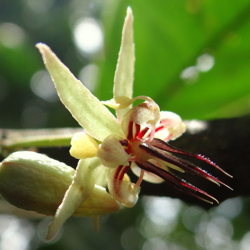 Flor de Cacao [Cocoa Flower] (Theobroma cacao) a photo on Flickriver