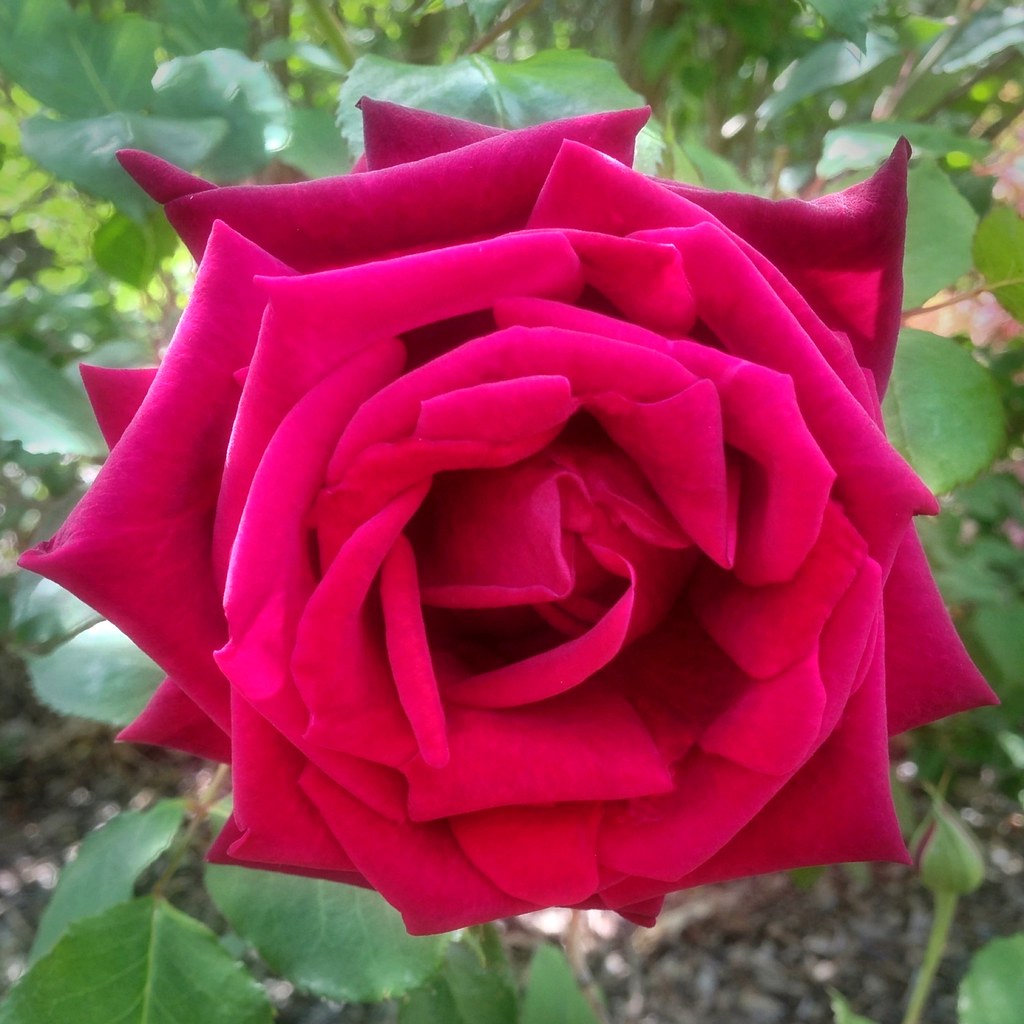 A handsome Black Prince rose 20121030 As a bud, this Bla… Flickr