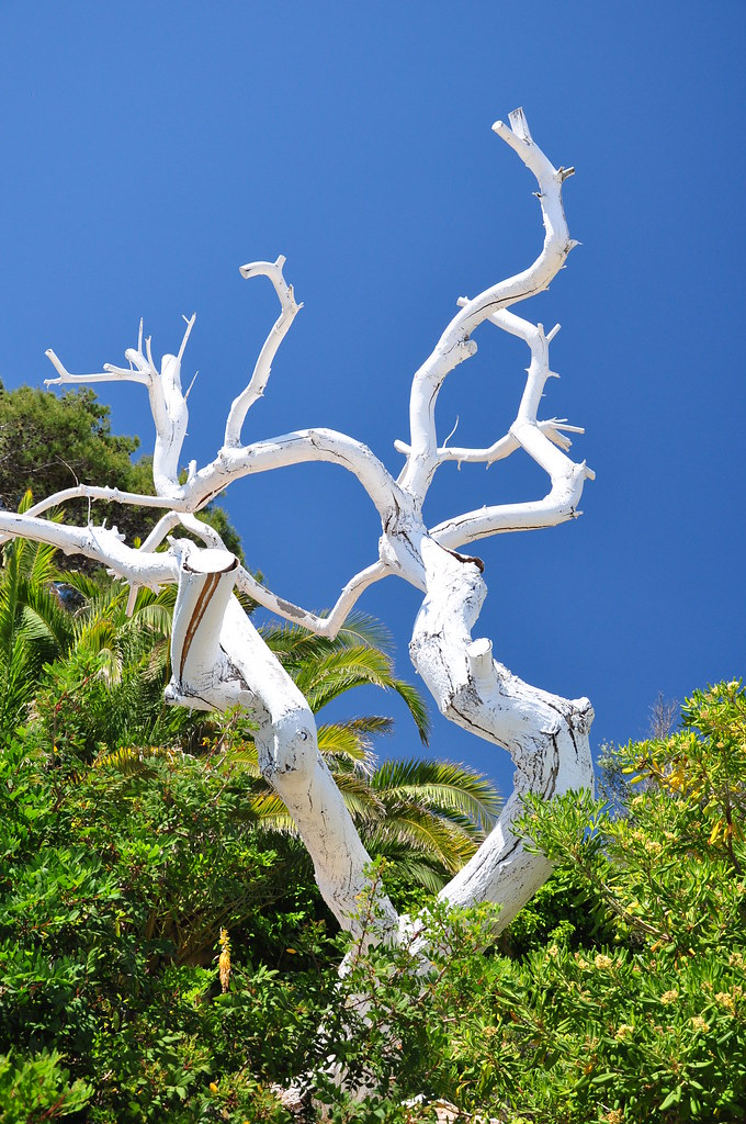 Painted tree The white painted tree Siesta complex Santa E… Flickr
