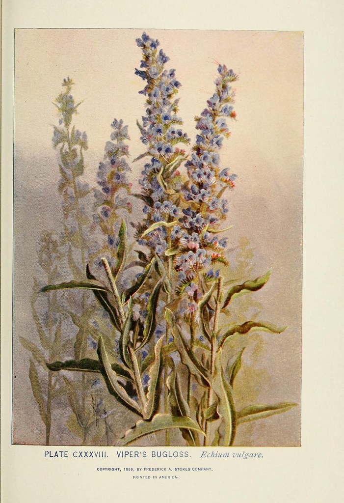 n394_w1150 A guide to the wild flowers,. New York,Stokes[1… Flickr