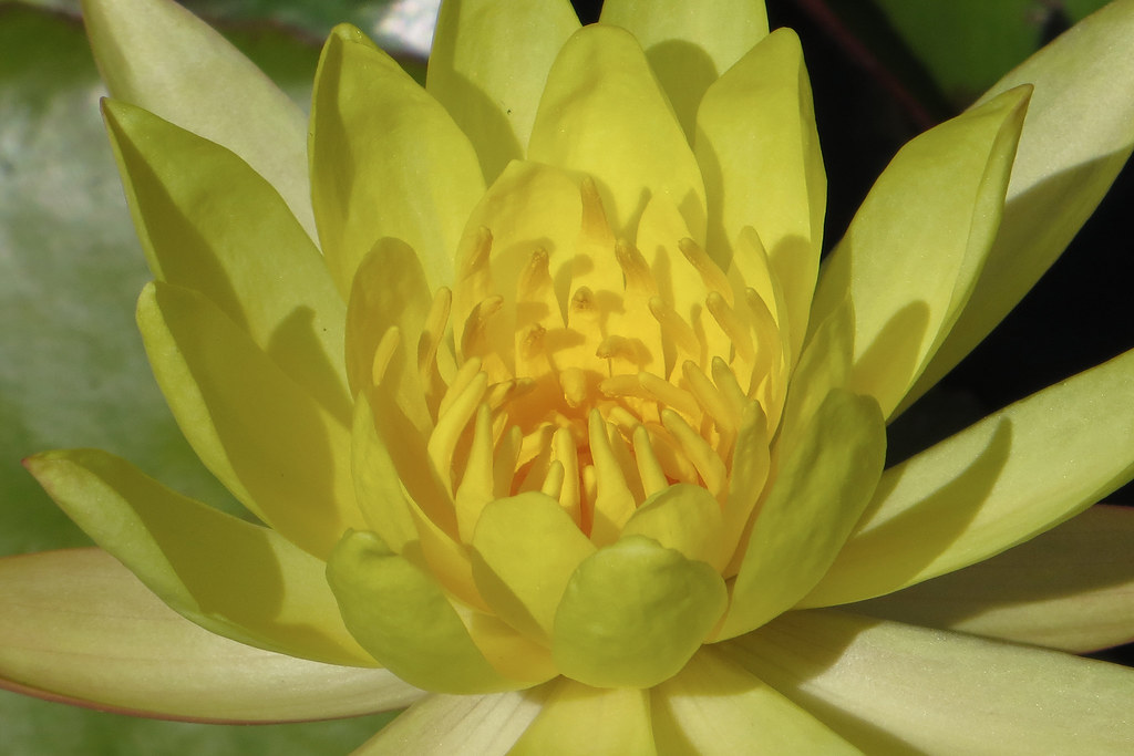 Water Lily Japanese Garden. Bright 38°C day. Compact camer… Flickr