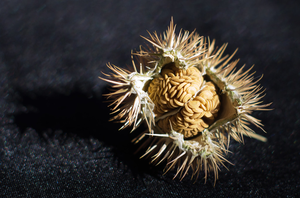 Datura Seed Pod The amazing seed pod of a datura plant. Ch… Flickr