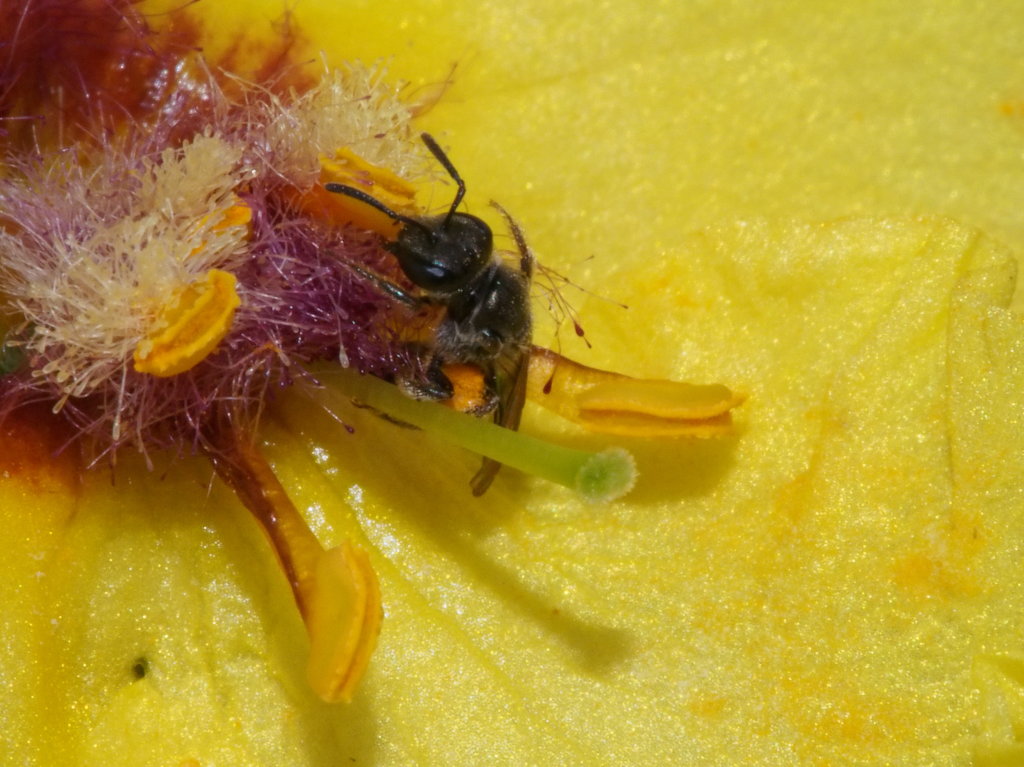 Native New Zealand Bee Native New Zealand Bee pollinating … Flickr