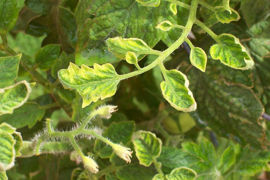 Tomato yellow leaf curl Pathogen Tomato yellow leaf curl … Flickr