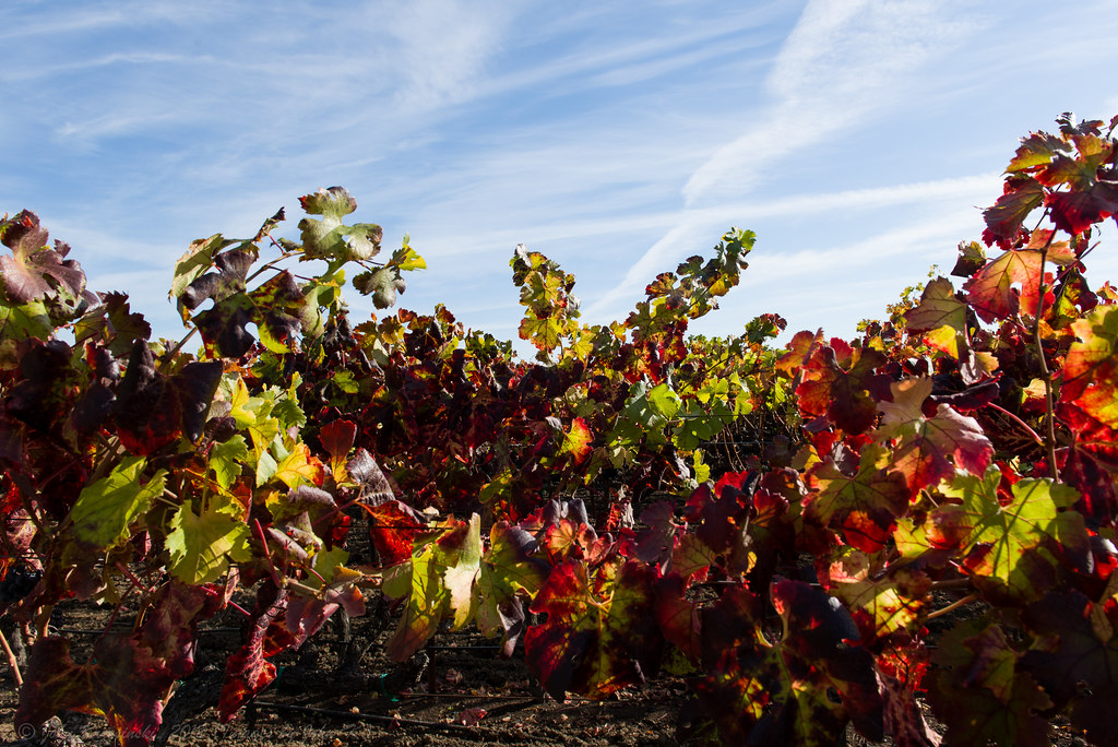 Napa in the Fall The vineyards of the Napa Valley captured… Flickr