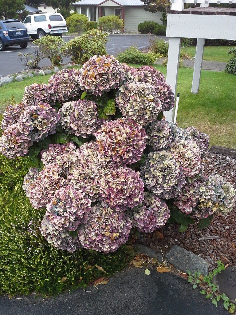 Gold Beach, Oregon A wonderful hydrangea just outside our … Flickr