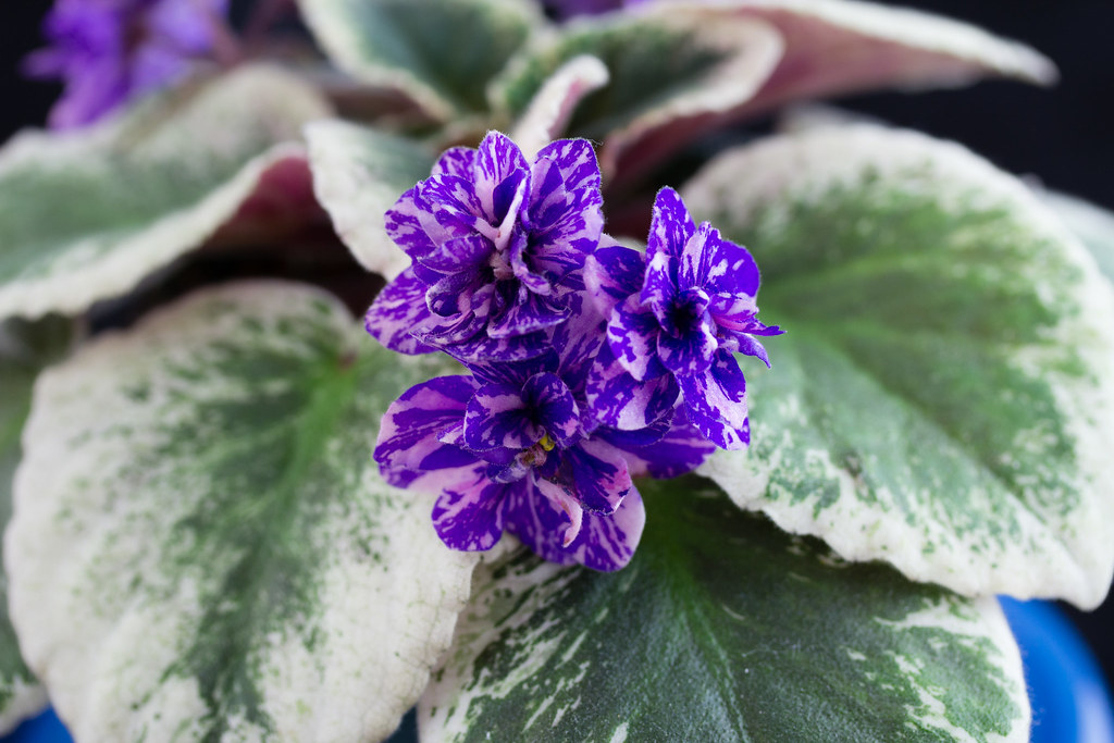 Cajun's Hug Me Honey blossoms Cajun's Hug Me Honey (B. T… Flickr