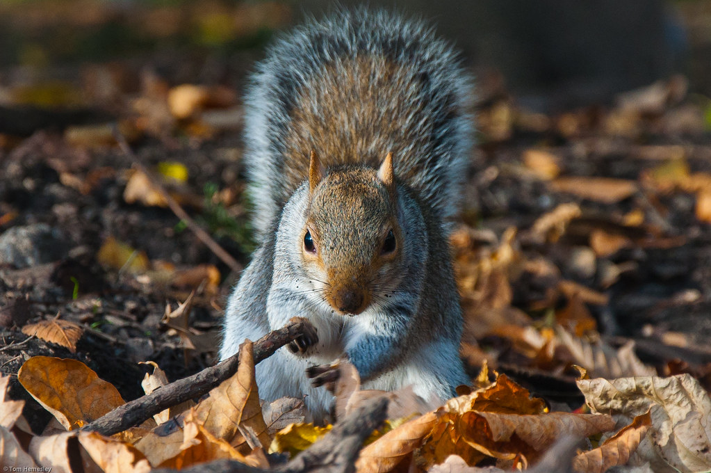 Autumn Squirrel Infinite Monkey Flickr