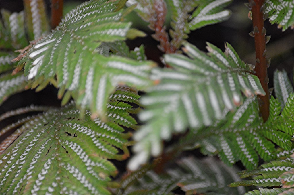 Selaginella... a fern ally Selaginella is the sole genus o… Flickr