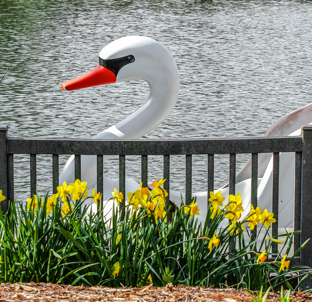 "Springtime at the zoo" Paddle boats are out, flowers are … Flickr