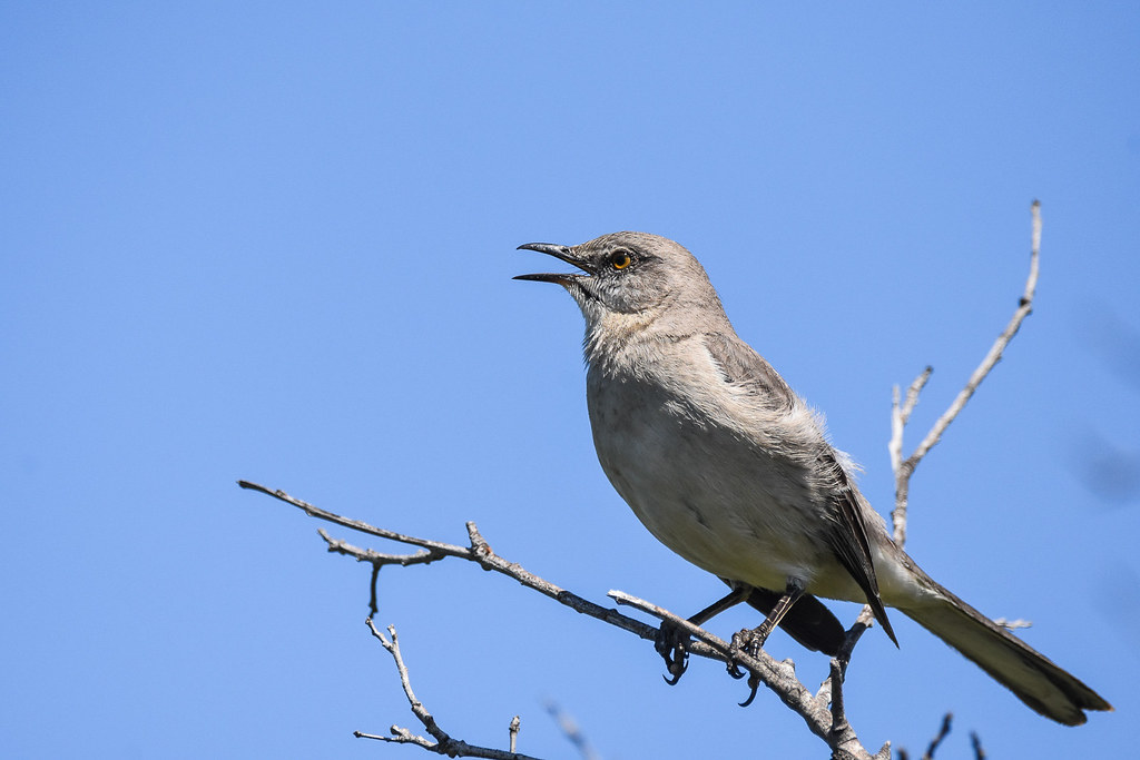 Northern Mockingbird MLK Jr Regional Shoreline, Oakland, C… Minder