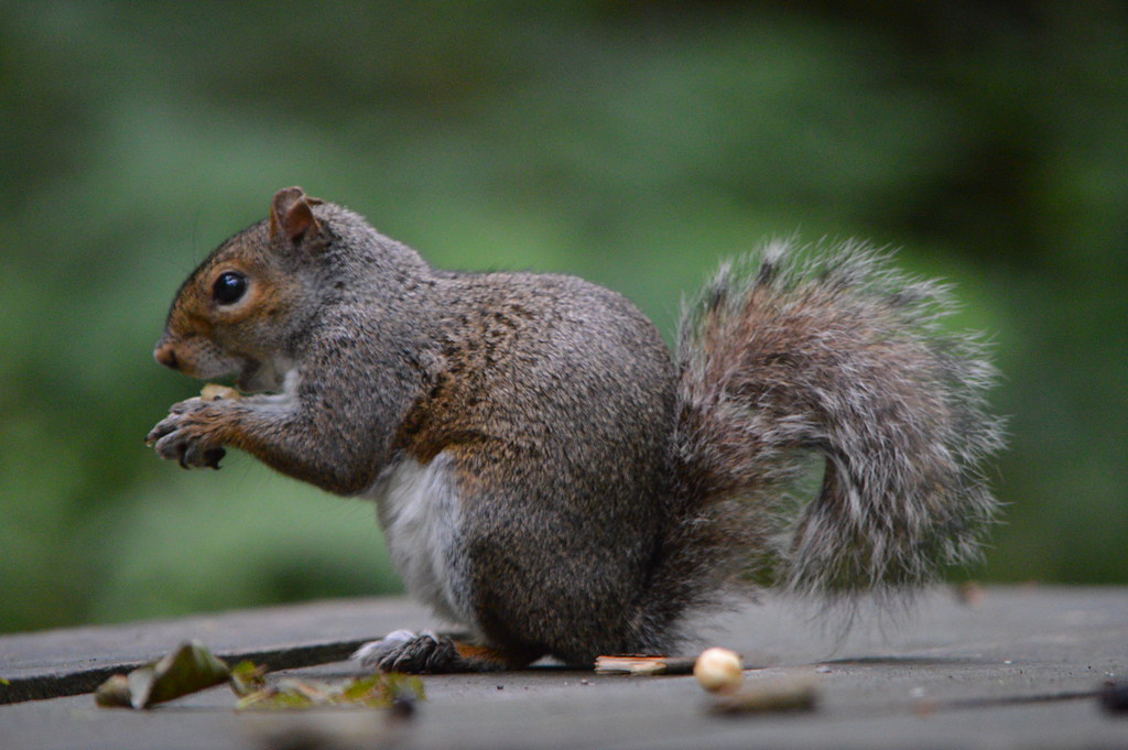 Welsh Squirrel Welsh Squirrel mark bould Flickr