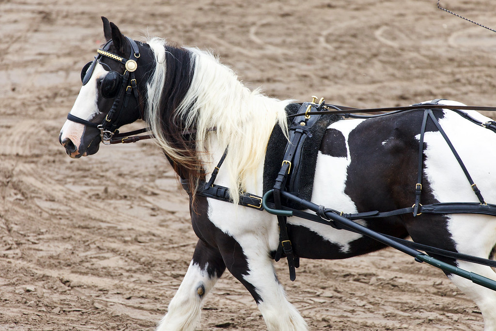 Carriage Driving Nebraska State Fair Carriage Driving Sund… Flickr