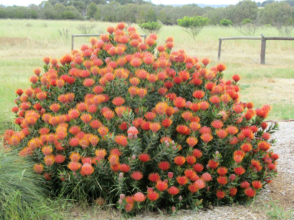 Leucospermum cordifolium (Pincushion Protea) cultivated Flickr