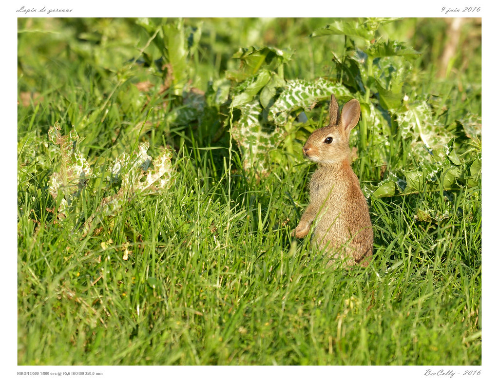 Lapin de Garenne Pas de FAV sans commentaire. No FAV