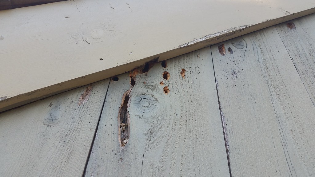 Carpenter Bee Damage Typical carpenter bee damage. Woodpec… Flickr