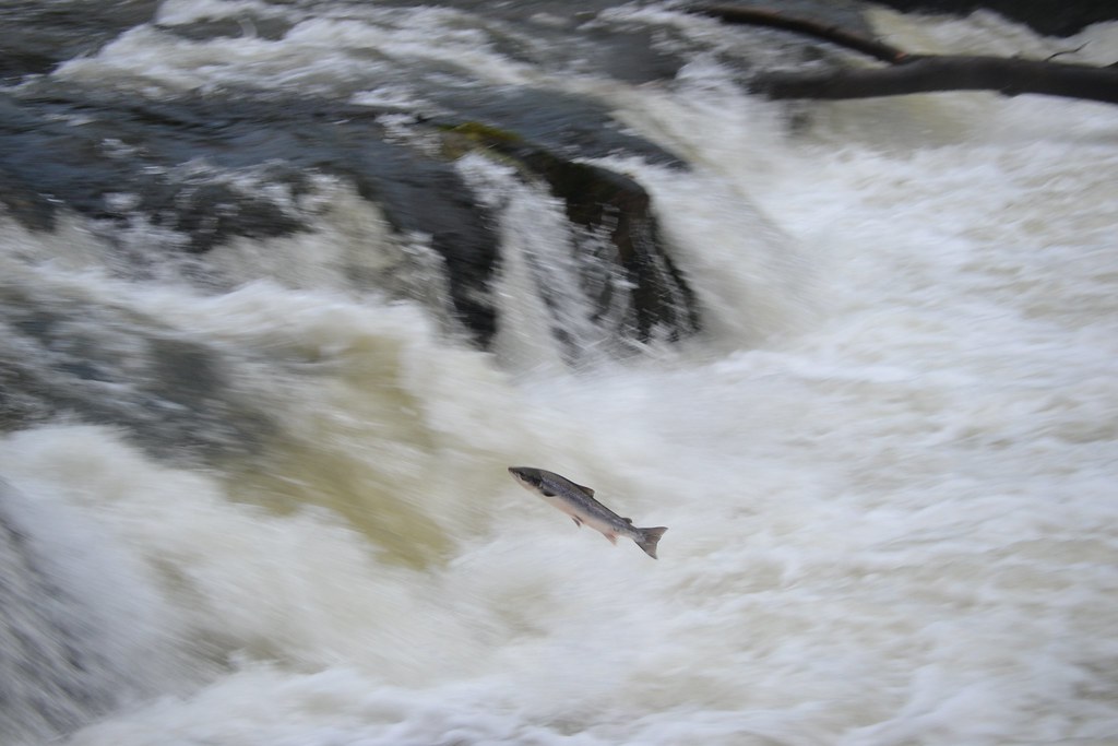 Salmon leaping at Cenarth falls November 7th 2012 Flickr