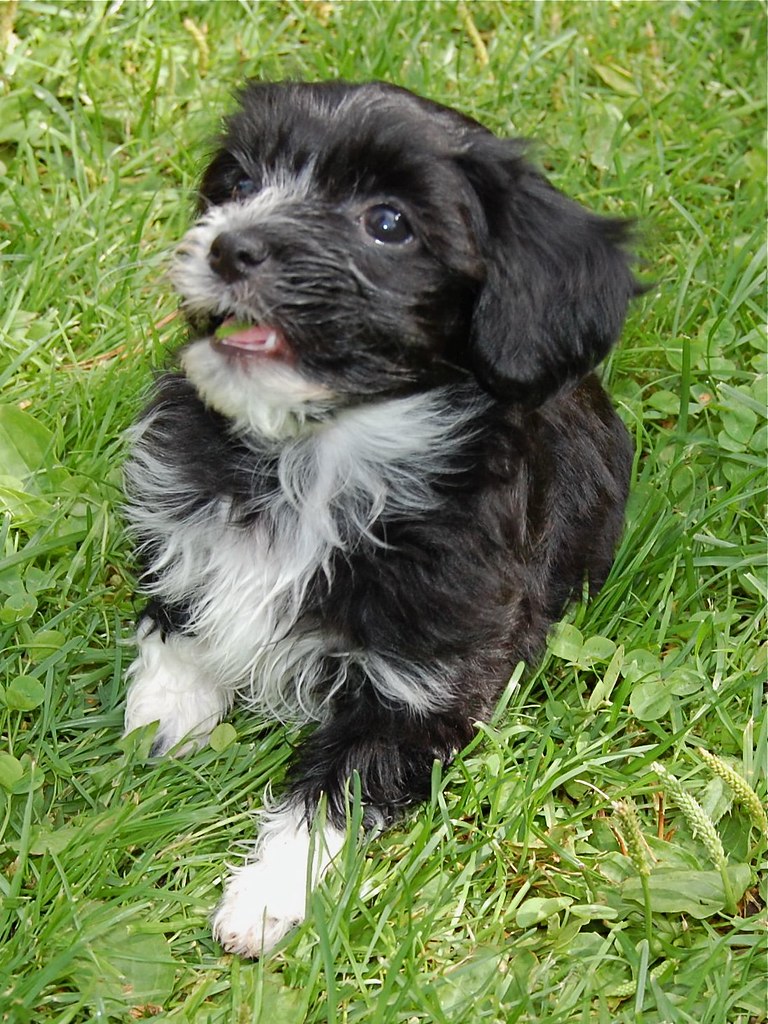 Havanese puppy Hemlit ) Flickr