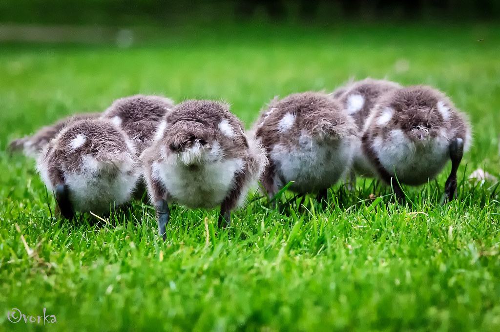 Heads Down Bums Up Dean Addison Flickr