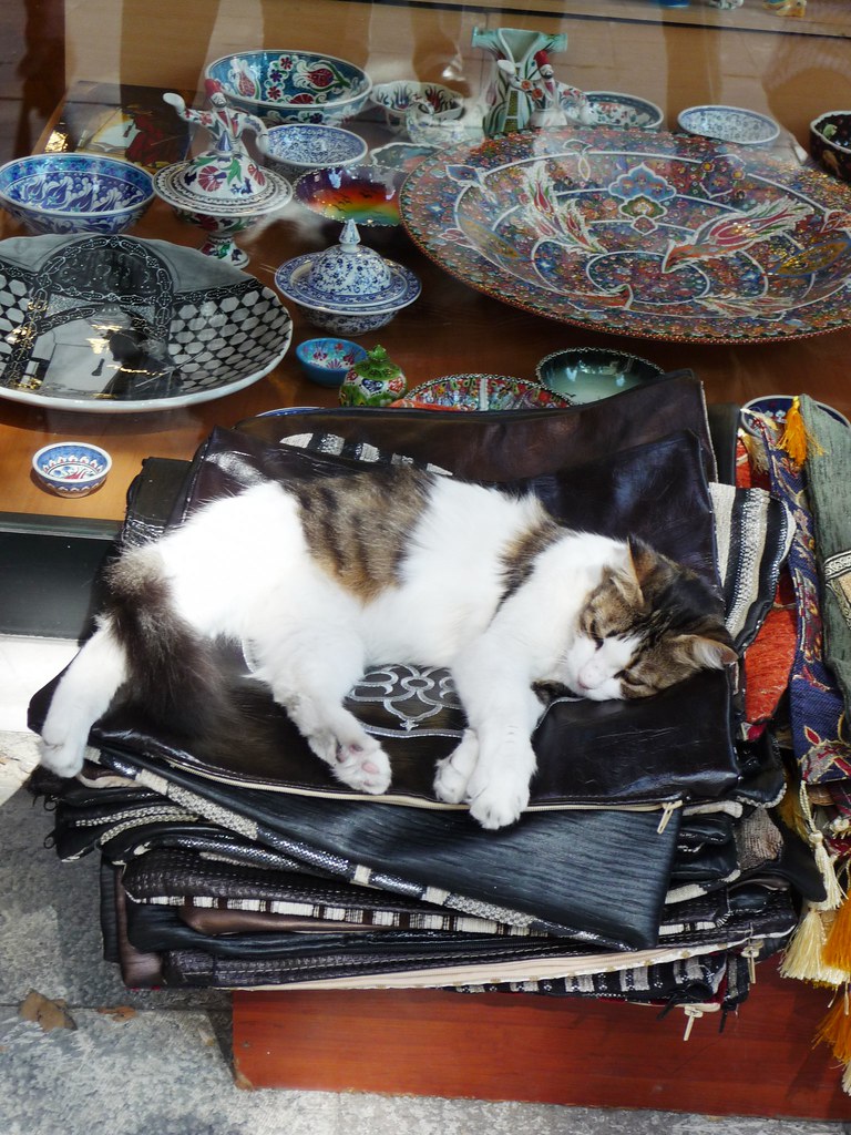 45, Turkey, cats everywhere jeschacht Flickr