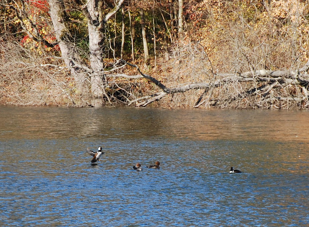 DSC_0045 Hooded Mergansers. Westtown Lake, 11/14/12. BRaicich Flickr