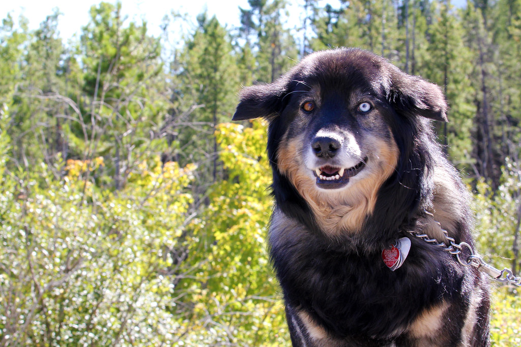 Dog with 2 different colored eyes Heterochromia iridis = 2… Flickr