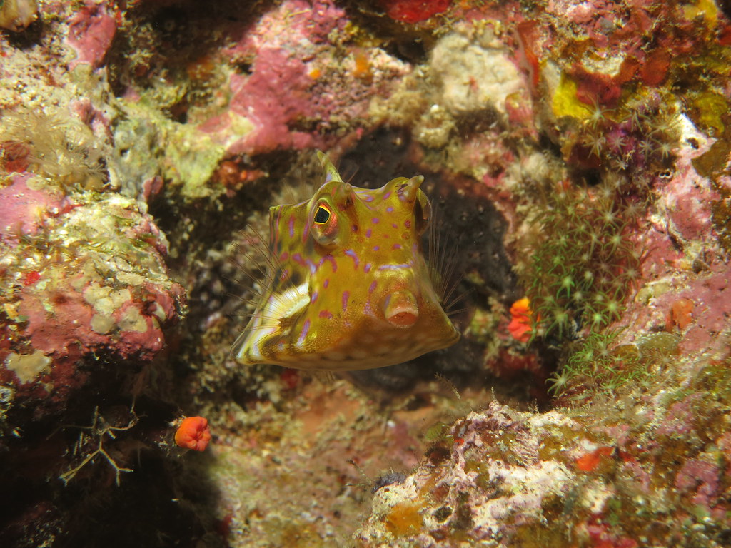 Thornback cowfish Toilet Bowl, Okinawa, Japan 17 November