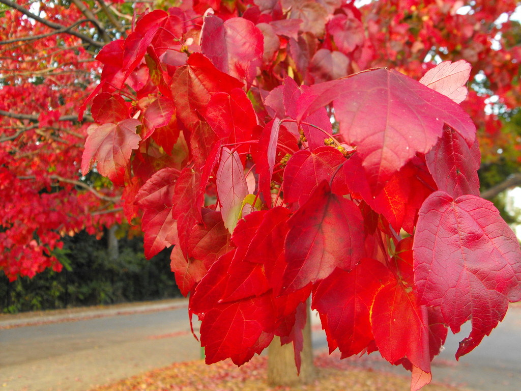 Red Maple_2009_09_24 Acer rubrum (red maple); parking lot … Flickr
