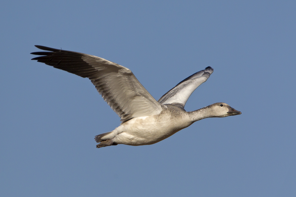 _68U3772 Juvie Snow Goose Juvenile Snow Goose. Bosque del … Flickr