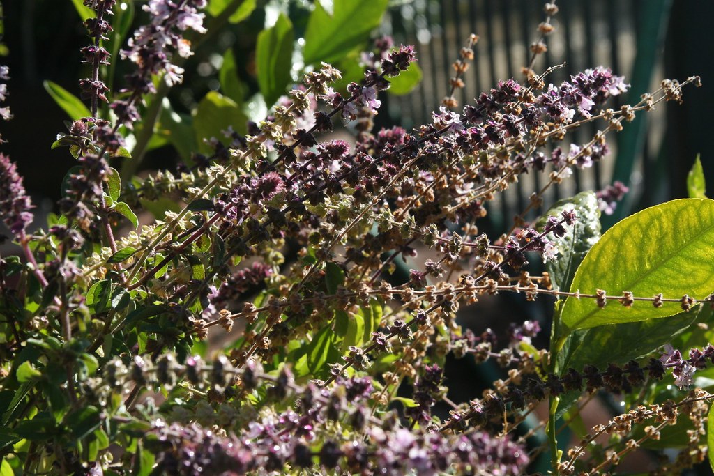Bushy African Blue Basil Perennial Plant In The Morning Su… Flickr
