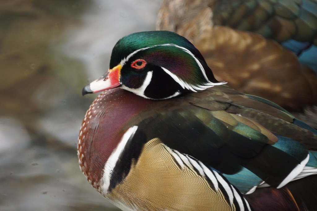 Queens Zoo Day Flickr