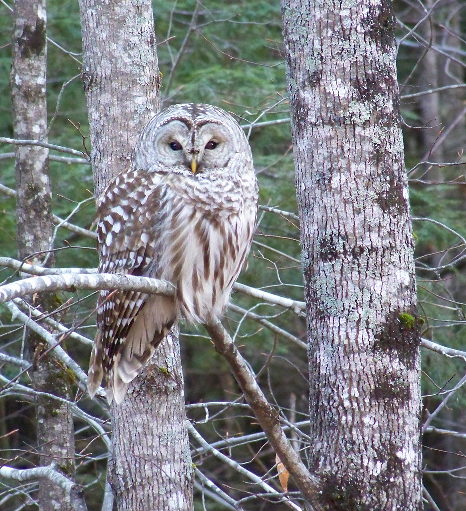 Barred Owl a barred owl in Maine Naomi King Flickr
