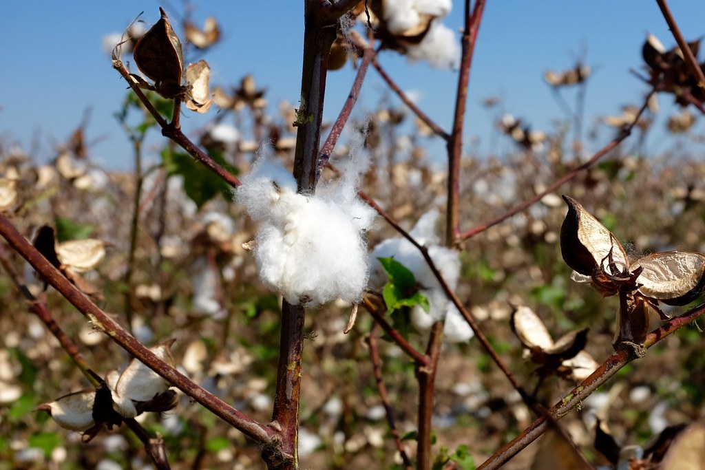 Cotton Cotton in a field in northern Mississippi. Peter Burka Flickr