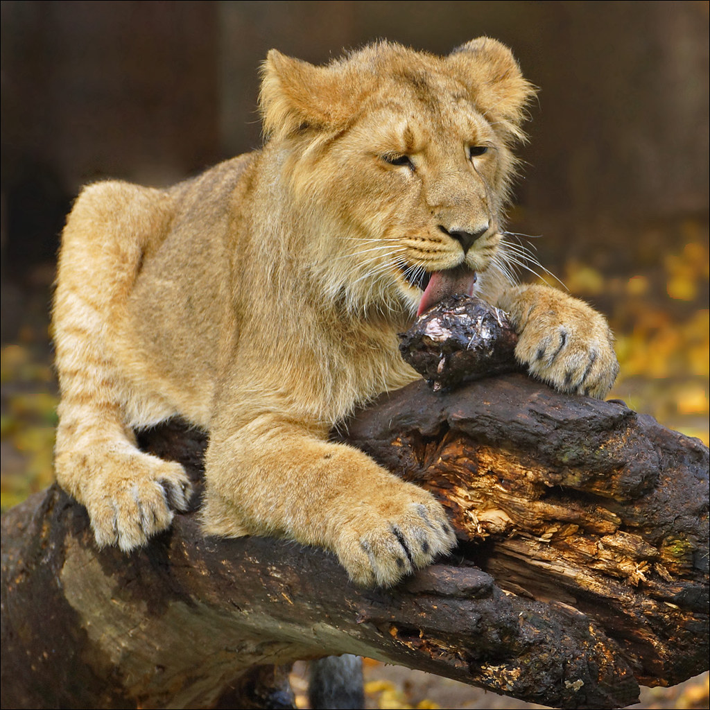Young Asian Lion [Explored] Nearly all wild lions live in … Flickr