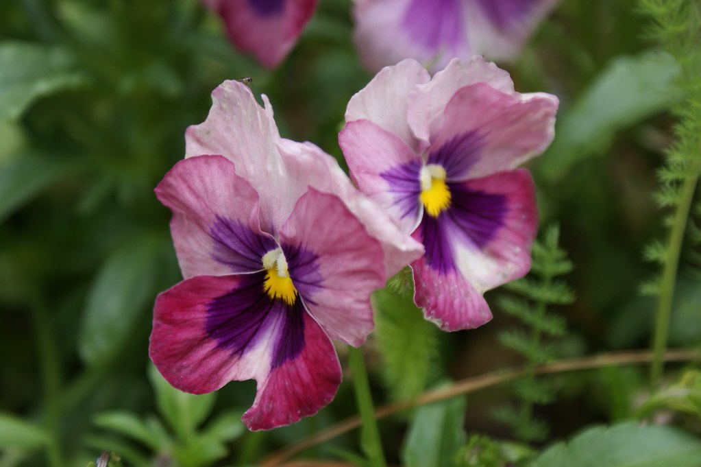 Viola (rose pink) (1) Karl Gercens Flickr