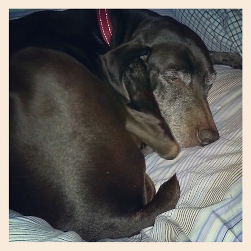 She always sticks her foot in her ear when she is annoyed.… Flickr