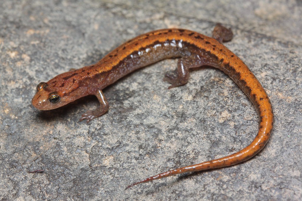 Desmognathus ochrophaeus Mountain Dusky salamander KY Bel… Flickr