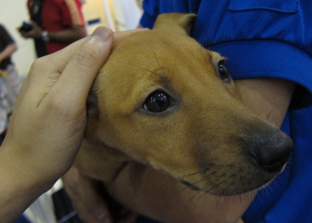 Pet Adoption in Singapore: Finding Your Furry Friend Pet Adoption in Singapore: Finding Your Furry Friend