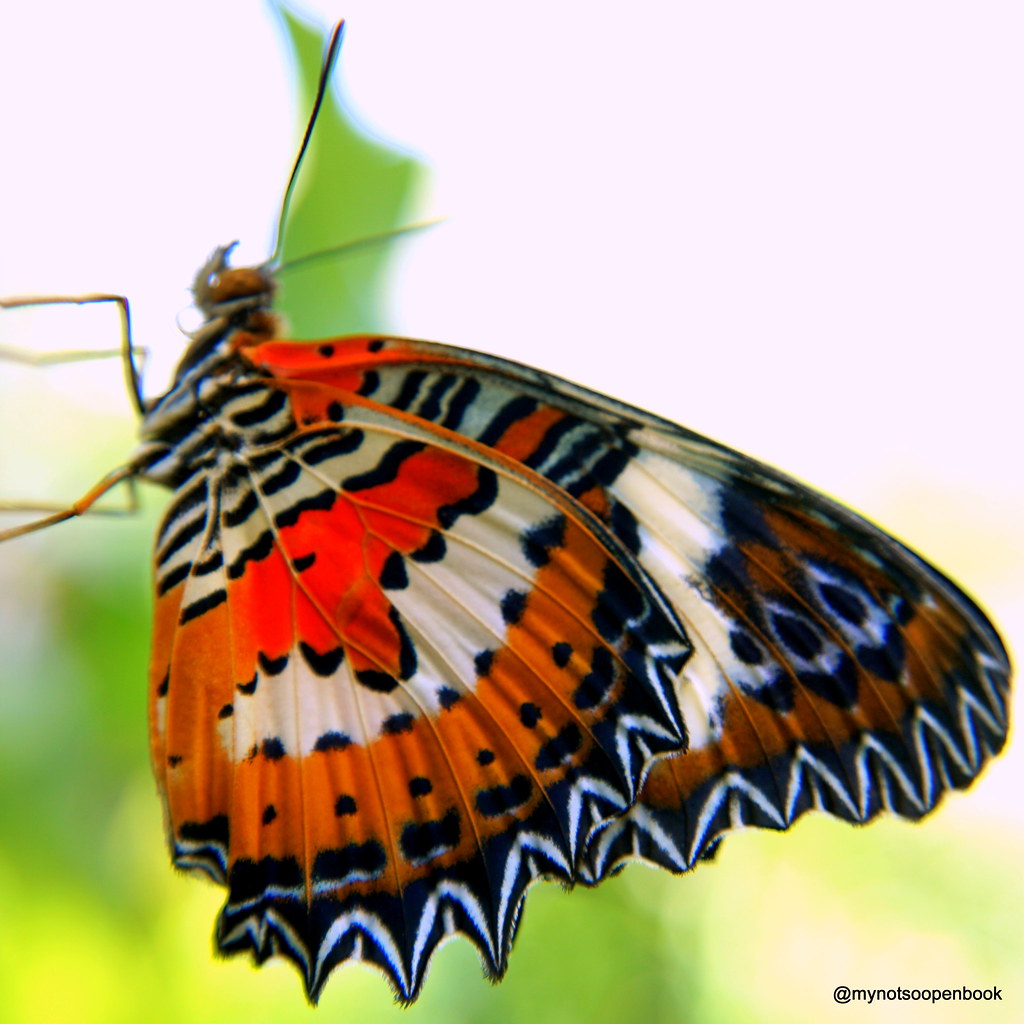 From Butterfly Garden at Resorts World Sentosa Raw Nald Flickr