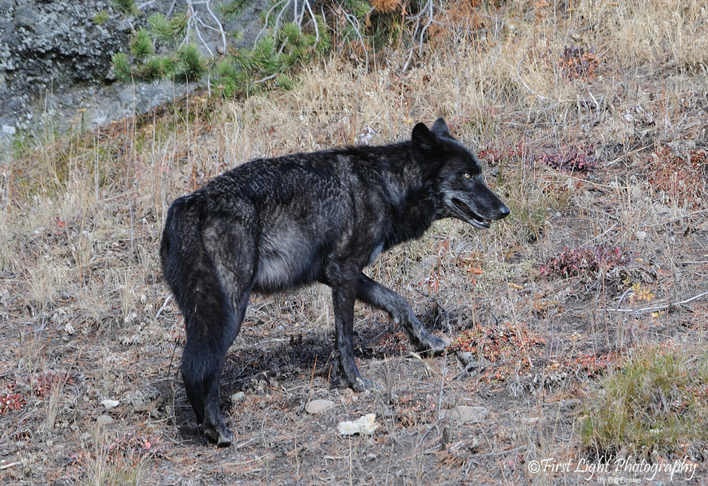 Large Black Wolf Yellowstone This wolf was very close to m… Flickr