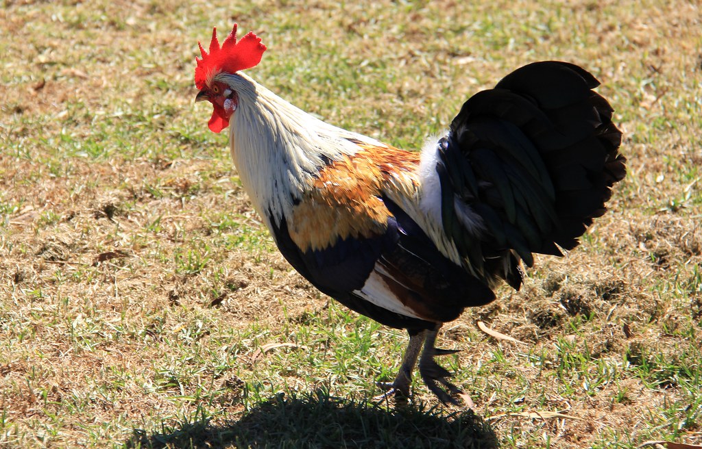Wild Rooster on Kauai, Hawaii Besides its reputation as th… Flickr