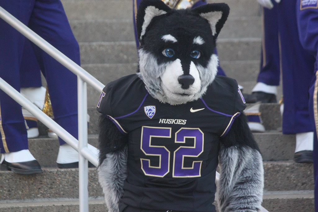 The University of Washington mascot Harry the Husky before… Flickr
