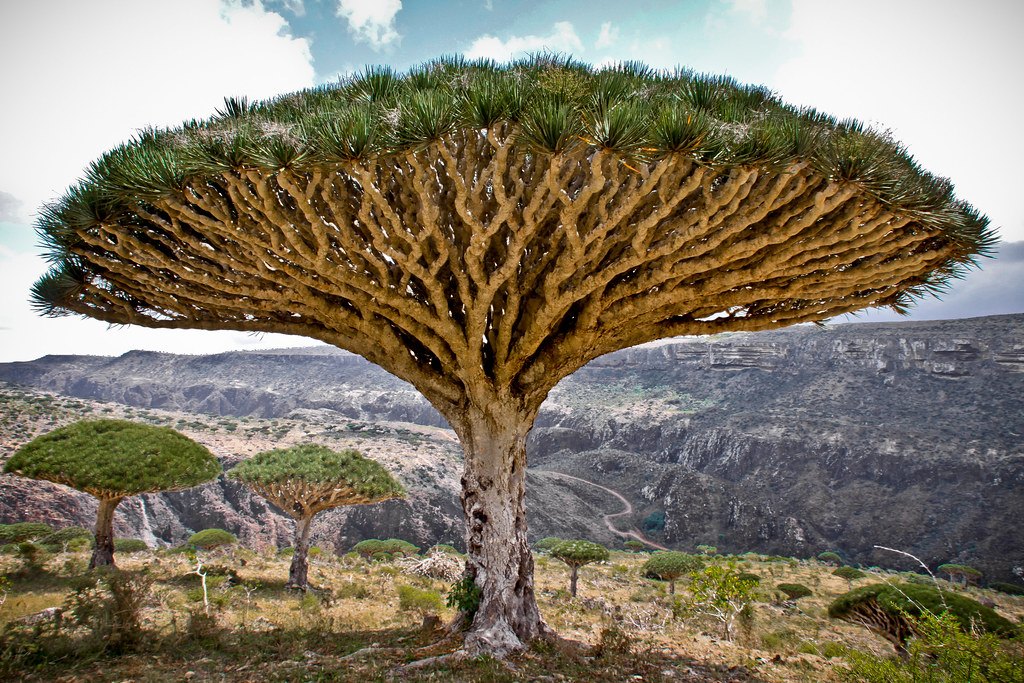 Dragon blood tree. Socotra, Yemen Davide Comelli Flickr