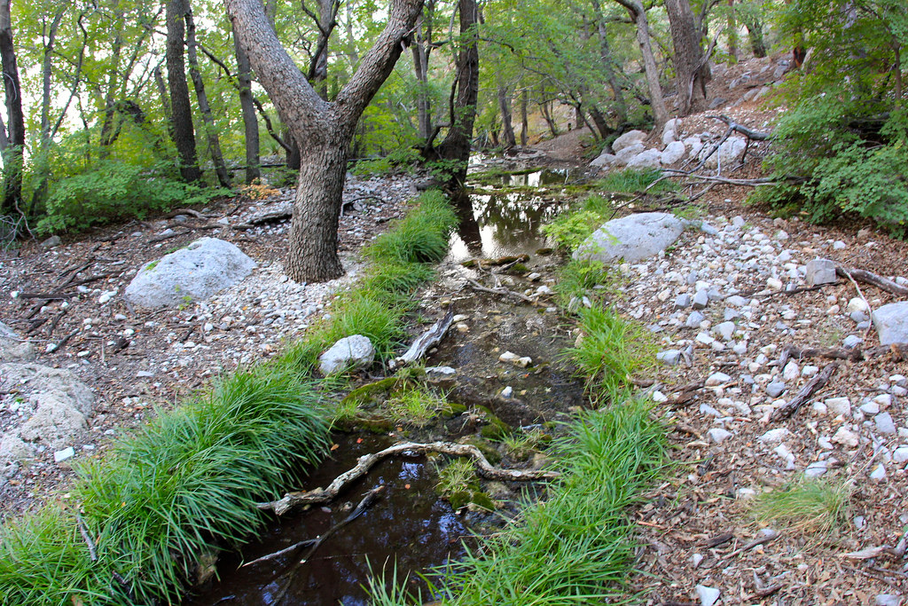 Smith Spring Creek Ground water "springs" to the surface a… Flickr