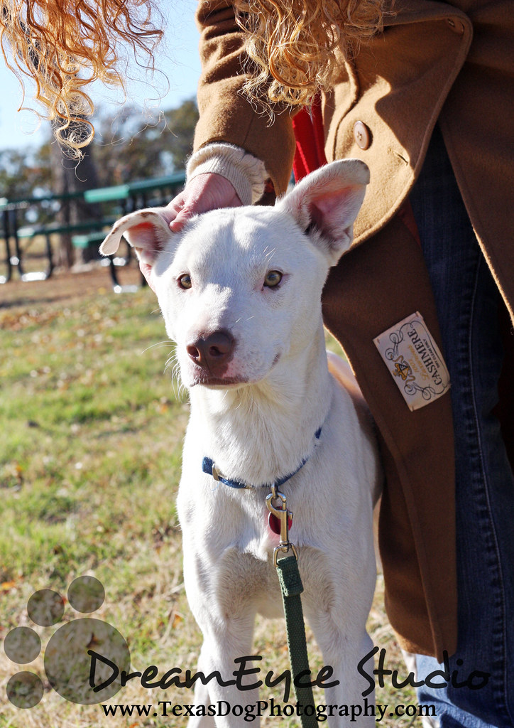 Pet Rescue Alliance adoptable photos 11/24/12 Flickr