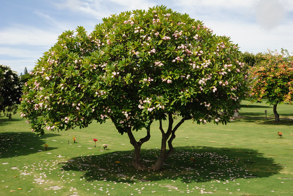 Plumeria Tree Just liked this blossoming plumeria tree nea… Flickr